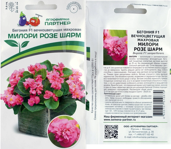 Бегония Милори Розе Шарм F1 махр.вечноцв. (5шт в амп)