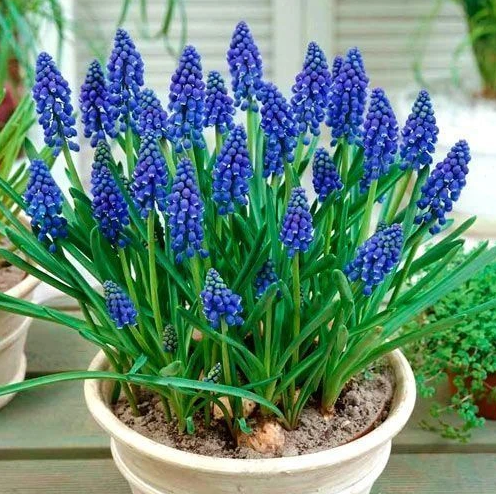 Мускари 12/20