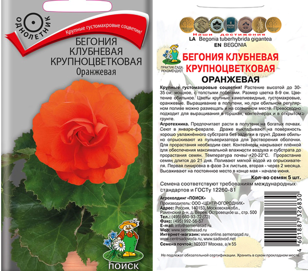 Бегония Оранжевая клубневая крупноцветковая 5шт
