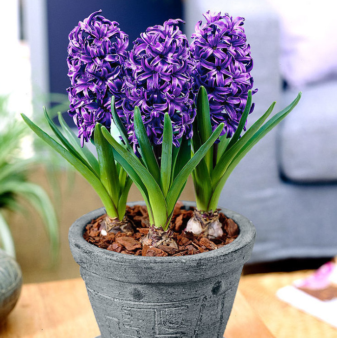 Гиацинт микс 7см