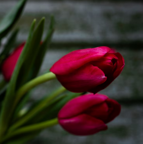 Тюльпан 3 лук