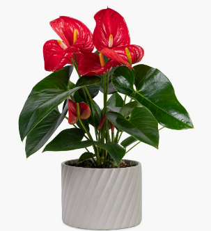 Антуриум МИКС 12см